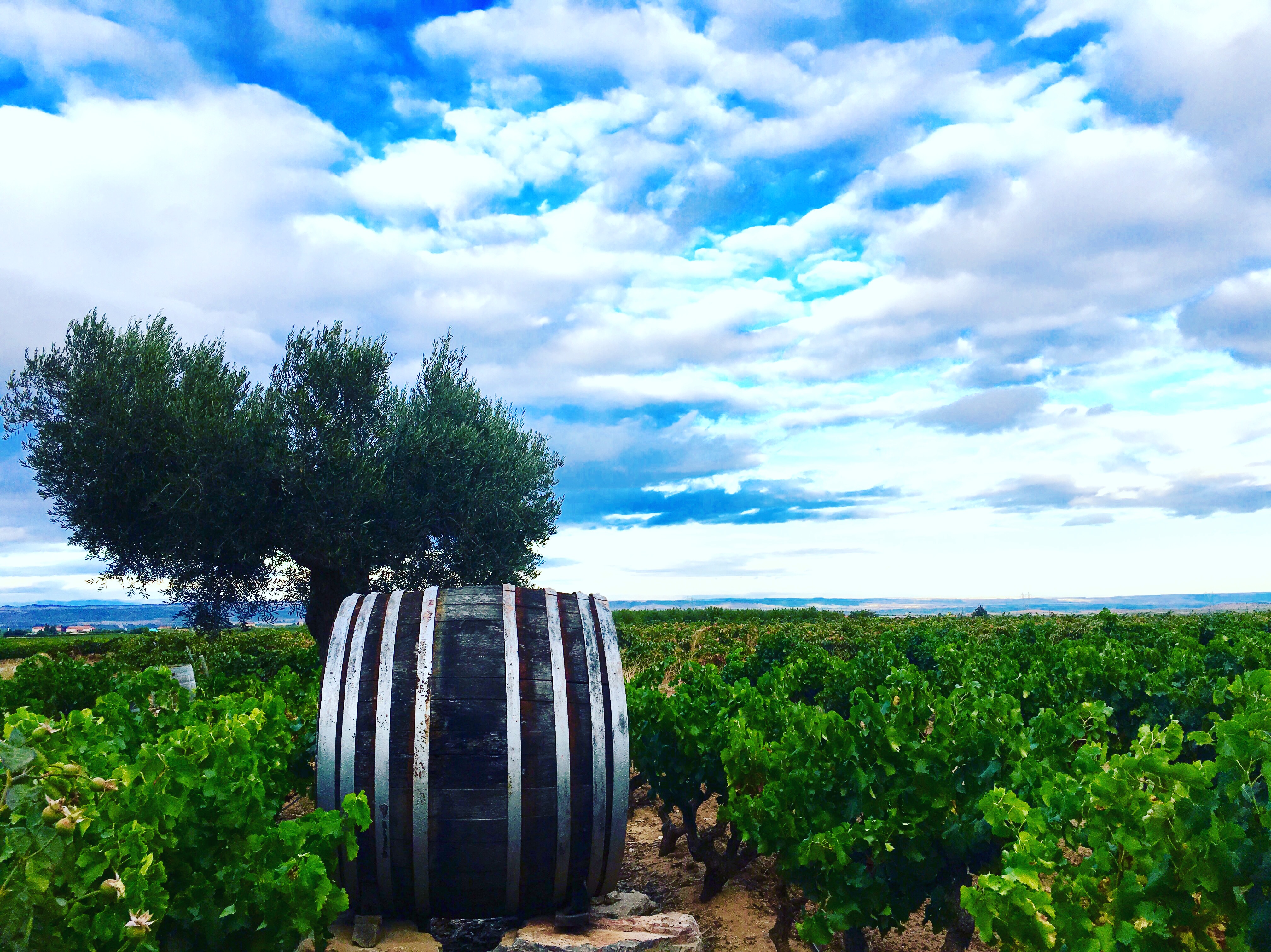 , Wein-Touristen auf den Spuren der Trauben &#038; Dinos in der &#8220;La Rioja&#8221; (Spanien), Mario Schumacher Blog